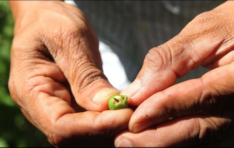 De acuerdo con la Sagarpa, la producción de café emplea a más de 500 mil productores de 14 entidades federativas y 480 municipios. EL INFORMADOR / ARCHIVO