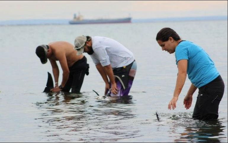 El varamiento ocurrió a causa de la persecución que realizara una especie sobre la otra. EFE/ ARCHIVO