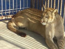 Entre los animales había dos pumas. EFE / PGR