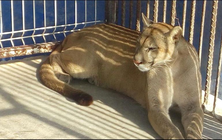 Entre los animales había dos pumas. EFE / PGR