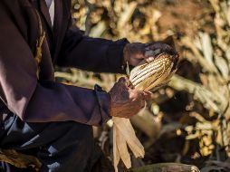 La Entidad, además de ser líder en producción agropecuario, participa con el 11.48 por ciento del Producto Interno Bruto (PIB) del sector primario. EL INFORMADOR / ARCHIVO