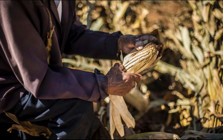 La Entidad, además de ser líder en producción agropecuario, participa con el 11.48 por ciento del Producto Interno Bruto (PIB) del sector primario. EL INFORMADOR / ARCHIVO