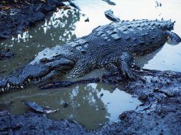 En los últimos seis años se han registrado cinco ataques de cocodrilos a humanos en esa región. EL INFORMADOR/ARCHIVO