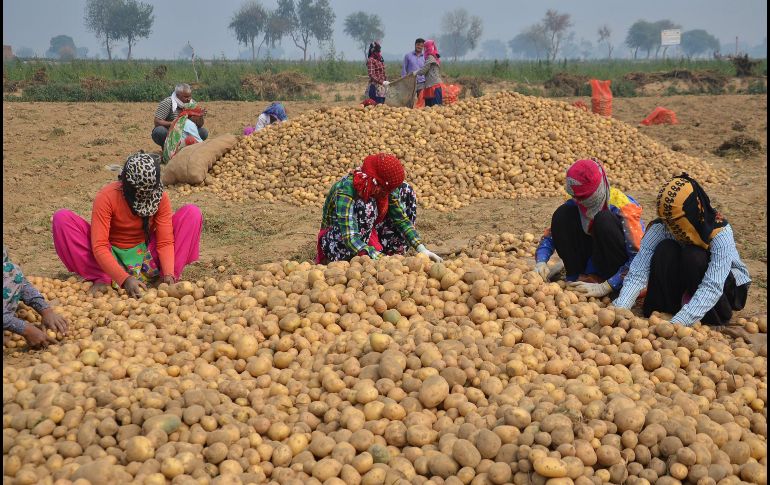 Trabajadores revisan papas en un campo a las afueras de Mathura, en India. AFP