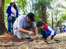 Entre las especies más adoptadas están el granado dulce, guayabo calvillo, cedro tuya, y palma datilera. ESPECIAL/ ARCHIVO