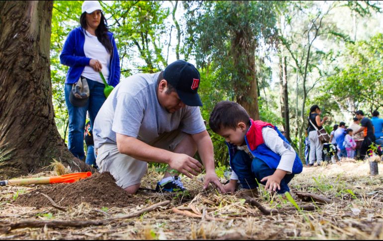 Entre las especies más adoptadas están el granado dulce, guayabo calvillo, cedro tuya, y palma datilera. ESPECIAL/ ARCHIVO