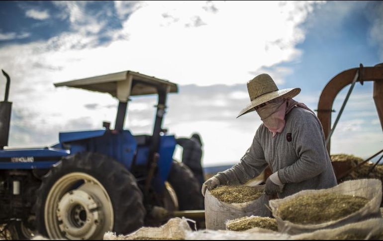 Con cifras ajustadas por estacionalidad, la economía mexicana presentó un aumento de 0.8 por ciento en términos reales durante el cuatro trimestre de 2017. EL INFORMADOR / ARCHIVO