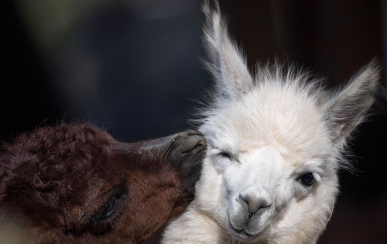 Alpacas se ven en su recinto del zoológico de Fráncfort, Alemania. AFP/DPA/F. Sommer