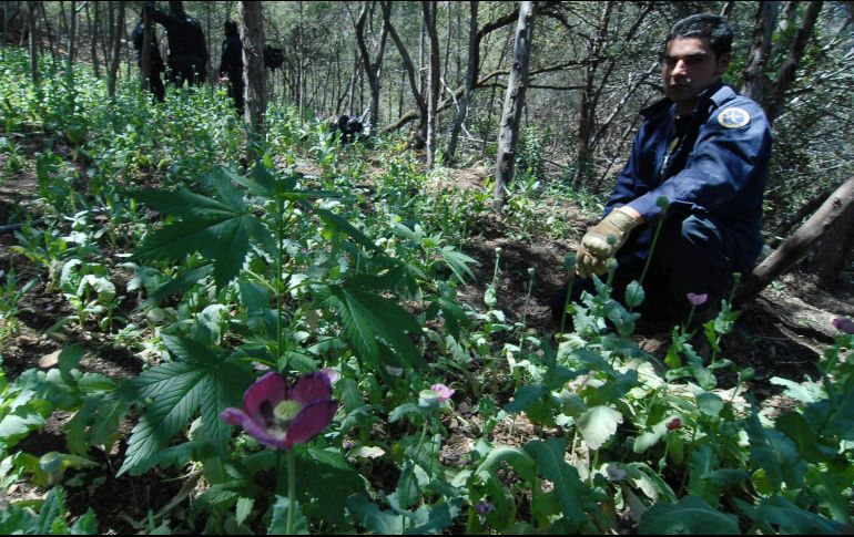 Se recabaron muestras representativas que fueron puestas a disposición del Representante Social federal para integrar la carpeta de investigación. EL INFORMADOR/ ARCHIVO