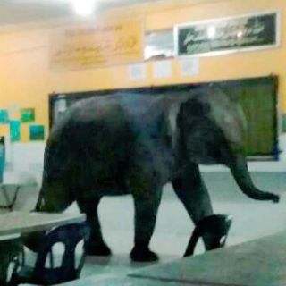 Un elefante irrumpe en una escuela de Malasia