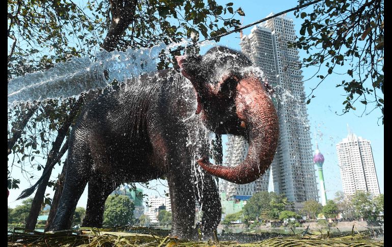 Un elefante recibe un baño previo a una procesión religiosa en Colombo, Sri Lanka. AFP/I. Kodikara