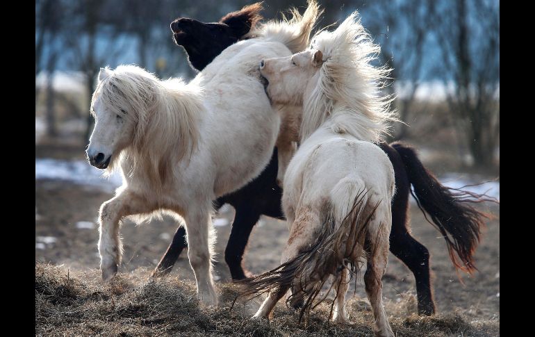 Caballos islandeses juegan en un potrero en la población alemana de Obernhain. AP/M. Probst