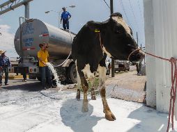 Los lecheros estiman que los costos de producción son de 7.20 a 7.35 pesos el litro. EL INFORMADOR/ARCHIVO