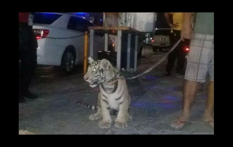 El empresario señaló que adquirió a la felina de cuatro meses de edad, hace aproximadamente un mes, en Tijuana. ESPECIAL