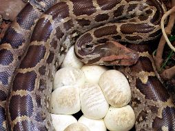 Las pitones birmanas fueron traídas al sur de Florida como mascotas a fines de los 70. EFE / ARCHIVO