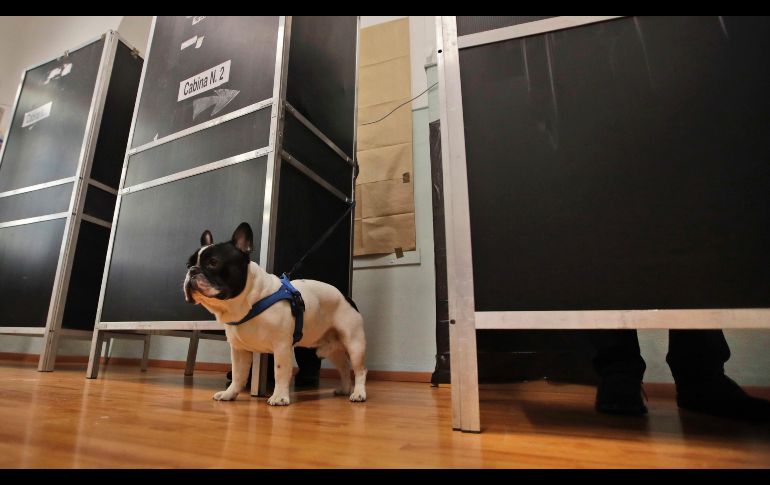 Una mascota aguarda a que su dueño vote en una casilla de Roma, Italia. Más de 46 millones de ciudadanos estaban llamados votar hoy en las elecciones generales. AP/A. Tarantino