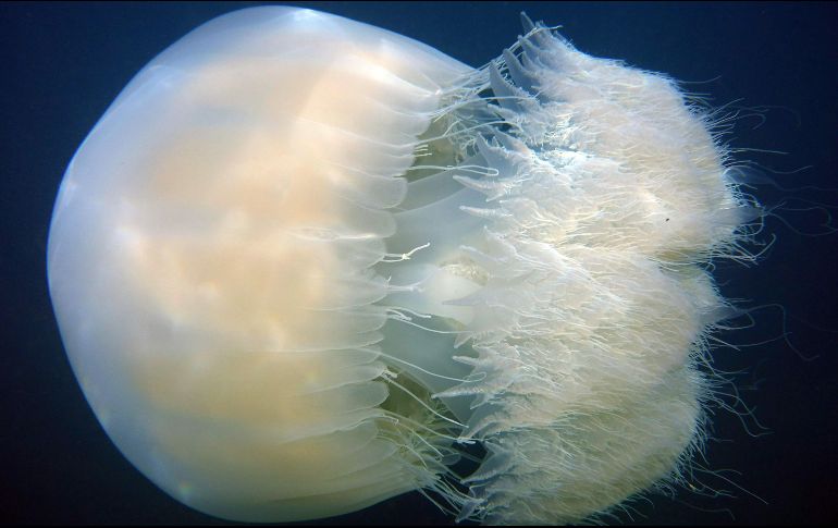 Una medusa nada cerca de la orilla del mar en Qalamoun, en el Líbano. AFP/I. Chalhoub