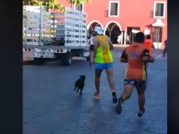 El animal recibió una fuerte patada de un atleta que participaba en la carrera del domingo pasado. FACEBOOK / Valor por valladolid,ciudad segura