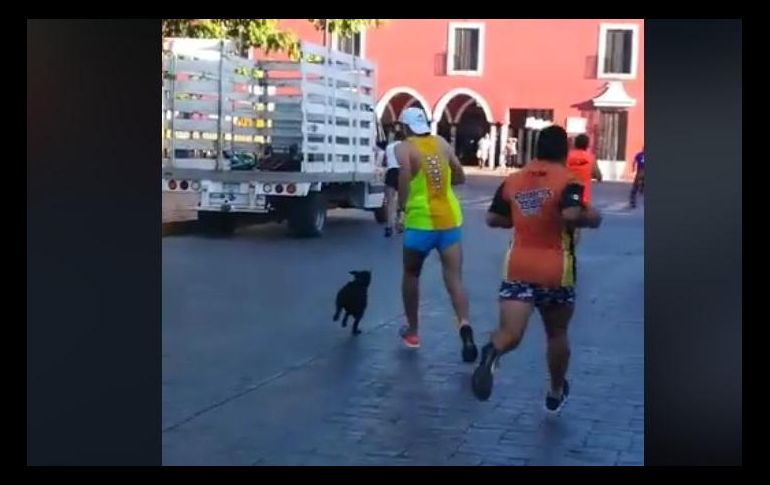 El animal se mezcló con los corredores y uno de ellos se adelantó para poder patear al can. FACEBOOK / Valor por valladolid,ciudad segura