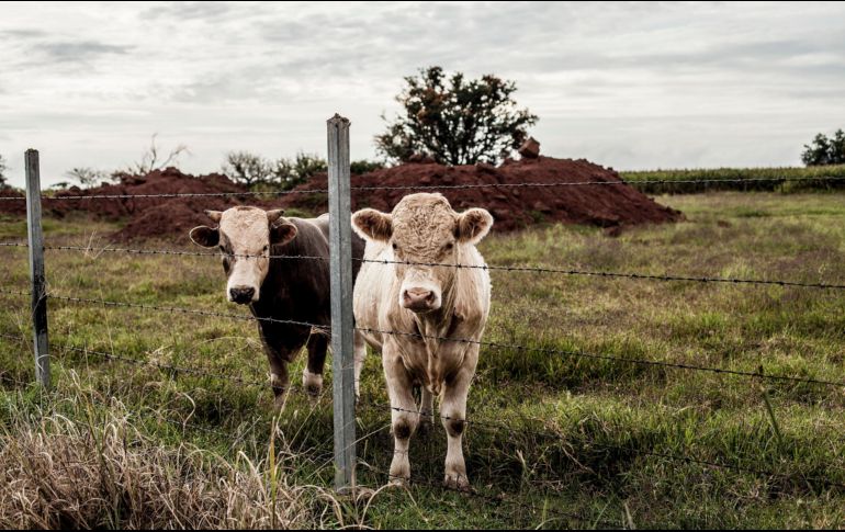 La extensión y aislamiento de los ranchos propician los delitos contra el sector agropecuario y dificultan la acción de las autoridades. EL INFORMADOR/Archivo