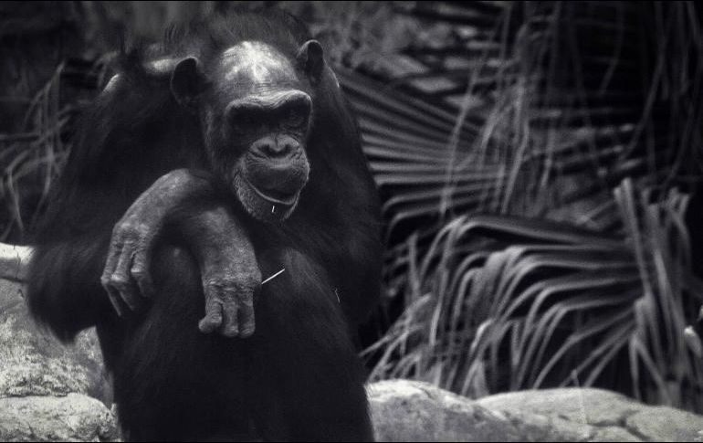 Tamba habitaba en el Zoológico de San Juan de Aragón en la Ciudad de México. EFE / ARCHIVO
