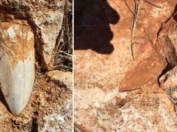 El Parque Nacional Cape Range posee otros dientes de este escualo prehistórico, y esa es la razón que los expertos habían dejado el robado incrustado en la piedra. ESPECIAL
