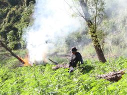 Se recabaron muestras representativas que fueron puestas a disposición del Ministerio Público de la Federación. EL INFORMADOR/ ARCHIVO