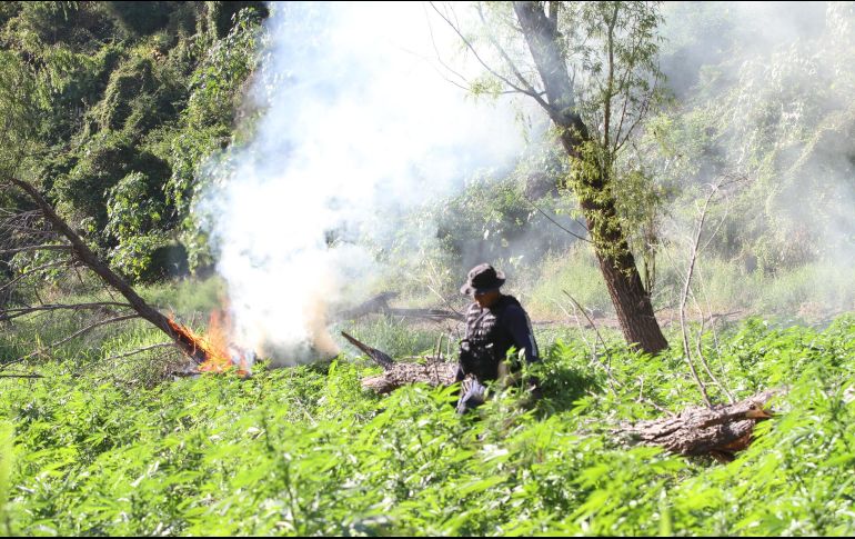 Se recabaron muestras representativas que fueron puestas a disposición del Ministerio Público de la Federación. EL INFORMADOR/ ARCHIVO