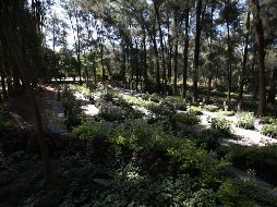 Los resultados de la investigación pueden ayudar en el diseño de la llamada “reforestación inteligente”. EL INFORMADOR/Archivo