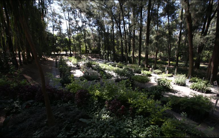 Los resultados de la investigación pueden ayudar en el diseño de la llamada “reforestación inteligente”. EL INFORMADOR/Archivo