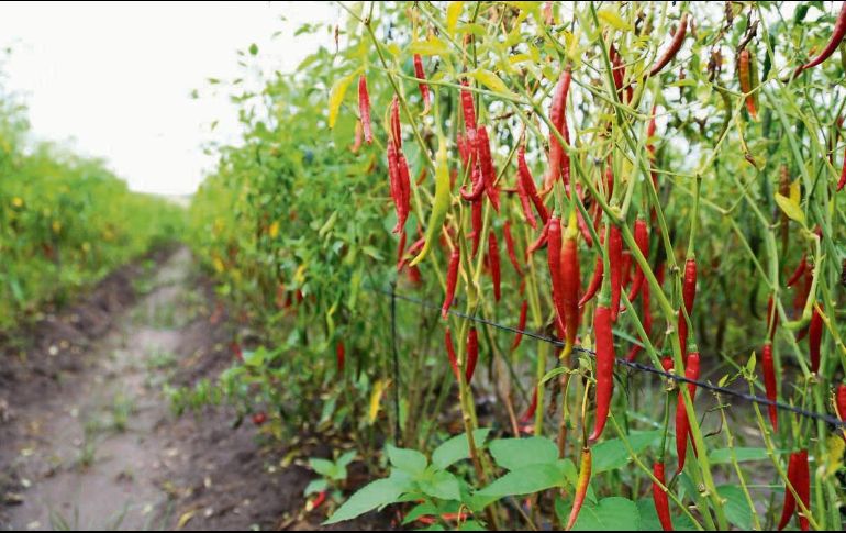 Zona específica. El condimento se produce en nueve municipios de Jalisco y dos de Zacatecas. ESPECIAL