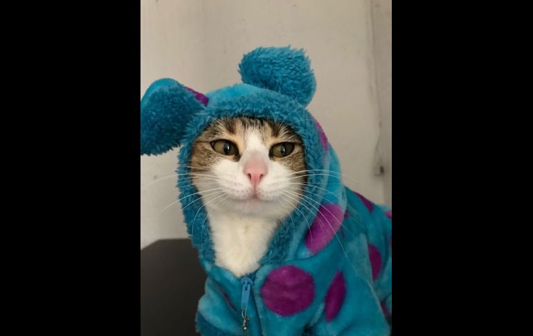 “La verdadera líder de la manada #FelizSabado”. TWITTER / @AngieGlezG