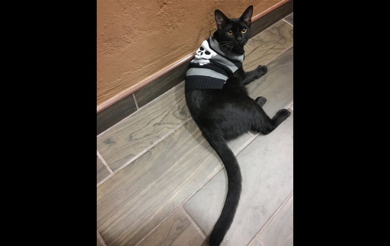 “Dipper bebé de la vida y del amor”. TWITTER / @dogtorcitazarco