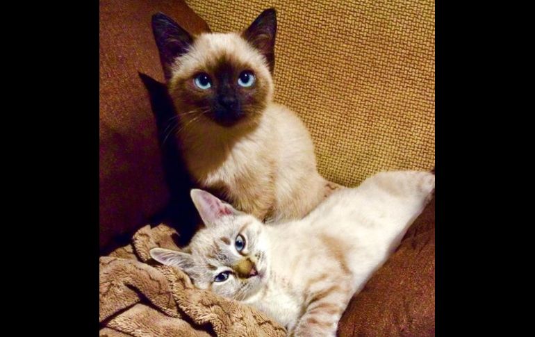 “Mi Clementina y mi Matilde”. TWITTER / @Tuitzilopochtli