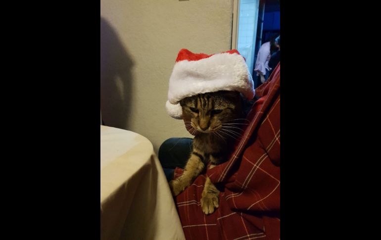 “¡Es el mismísimo grinch!, el buen Morris”. TWITTER / @davrams5