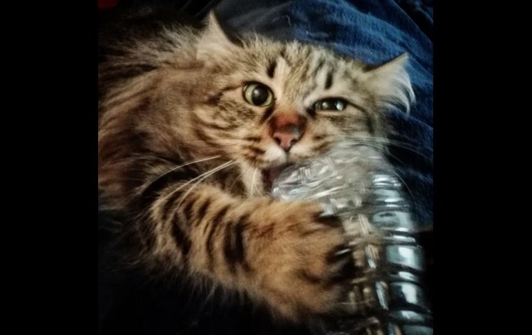 “No es mi gata, pero me llora por las noches si no la dejo dormir conmigo”. TWITTER / @arlansae