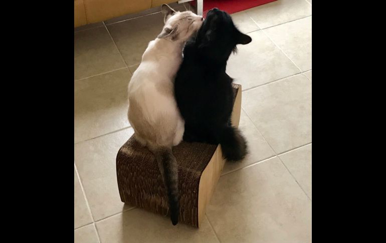 “¡¡¡Los amo!!!!”. TWITTER / @M909Paty