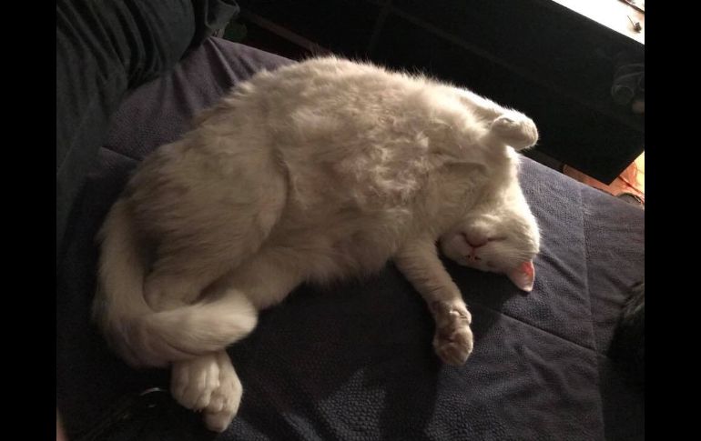 “Sigurd, Dueño de todo, escalvo de nadie”. TWITTER / @Don_Vikingo