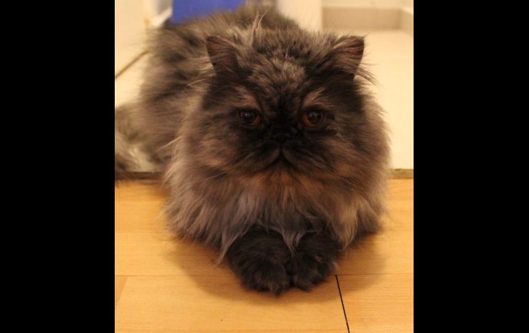 “Nuestro mejor amigo Simon. Tener un gato es lo mejor que me pudo haber pasado”. TWITTER / @ibambam1910