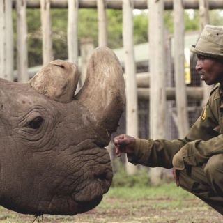 Muere el último rinoceronte blanco del norte macho del mundo