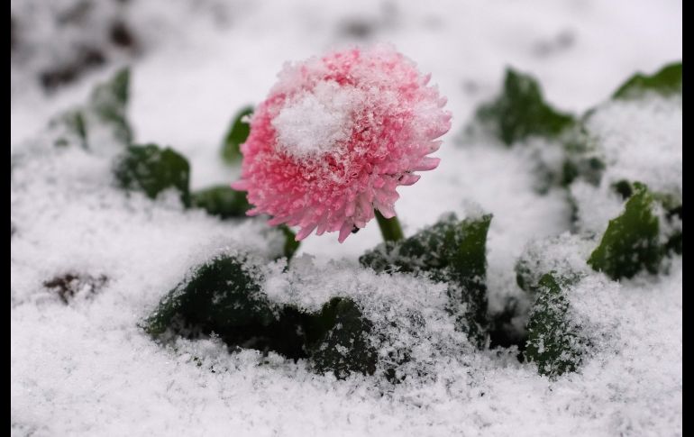 Una margarita se ve entre nieve fresca en Dusseldorf, al oeste de Alemania.