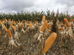 Las regulaciones de la Comisión Europea tienen como propósito que el número de actores globales compitiendo en esos mercados permanezca sin cambios. EFE/E. Rodríguez