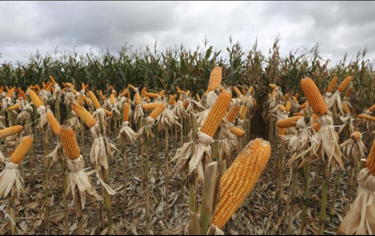 Las regulaciones de la Comisión Europea tienen como propósito que el número de actores globales compitiendo en esos mercados permanezca sin cambios. EFE/E. Rodríguez