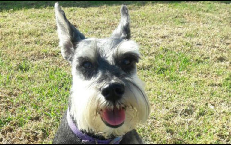 Los investigadores grabaron ladridos de alrededor de cien perros domésticos de razas pequeñas, como chihuahua, schnauzer y french poodle. EL INFORMADOR