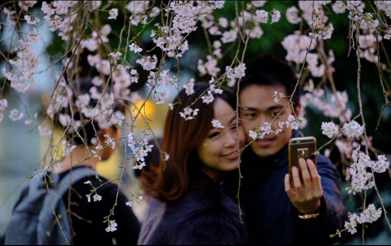 Una pareja se toma fotos junto a cerezos en floración en el parque Ueno de Tokio. AFP/K. Nogi