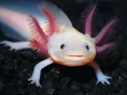 El “axolotl” tiene la capacidad de regenerar músculo y hueso. ESPECIAL