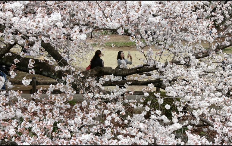 Visitantes se reúnen para ver las flores de los cerezos en el jardín nacional Shinjuku Gyoen en Tokio. Las flores solo duran alrededor de una semana. AP/K. Sasahara