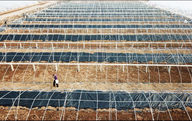 Un trabajador camina entre hileras de invernaderos en Lianyungang, China. AFP