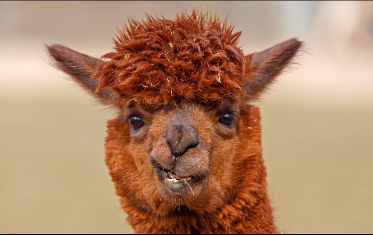 Una alpaca permanece en el interior de su parcela en el zoológico Wilhema de Stuttgart, Alemania. EFE/ R. Wittek