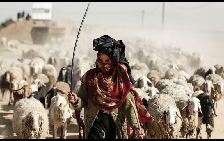 Una palestina pastorea ovejas en las afueras de la Ciuda de Gaza, cerca de la frontera con Israel. AFP/M. Hams